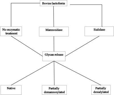 Inhibitory Effects of Dietary N-Glycans From Bovine Lactoferrin on Toll-Like Receptor 8; Comparing Efficacy With Chloroquine